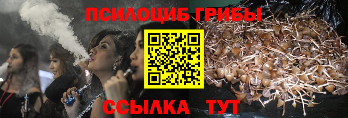 Псилоцибиновые грибы Psilocybine cubensis Копейск